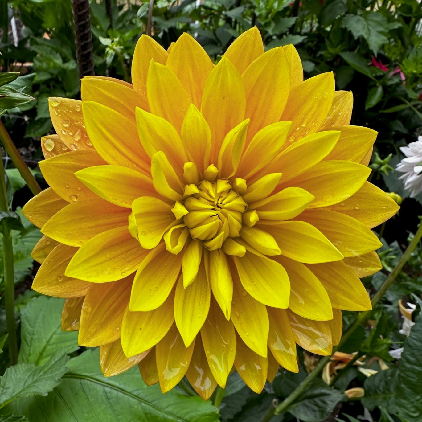 Dahlia 'Bloomquist Globe'