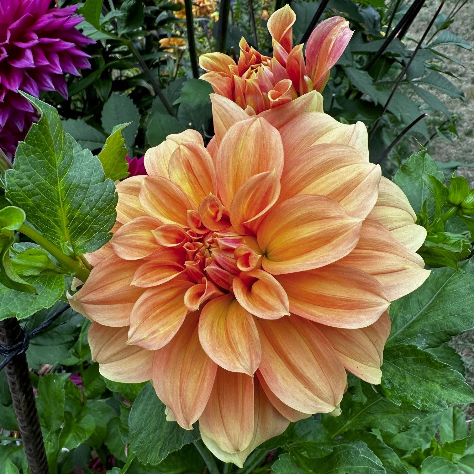 Dahlia 'Bracken Palomino'