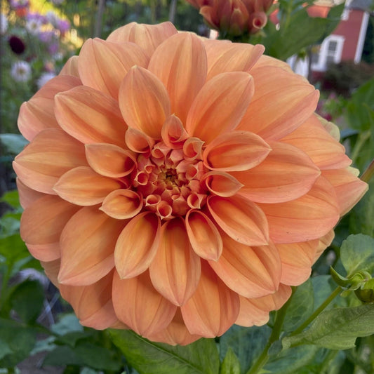 Dahlia 'Bracken Palomino'