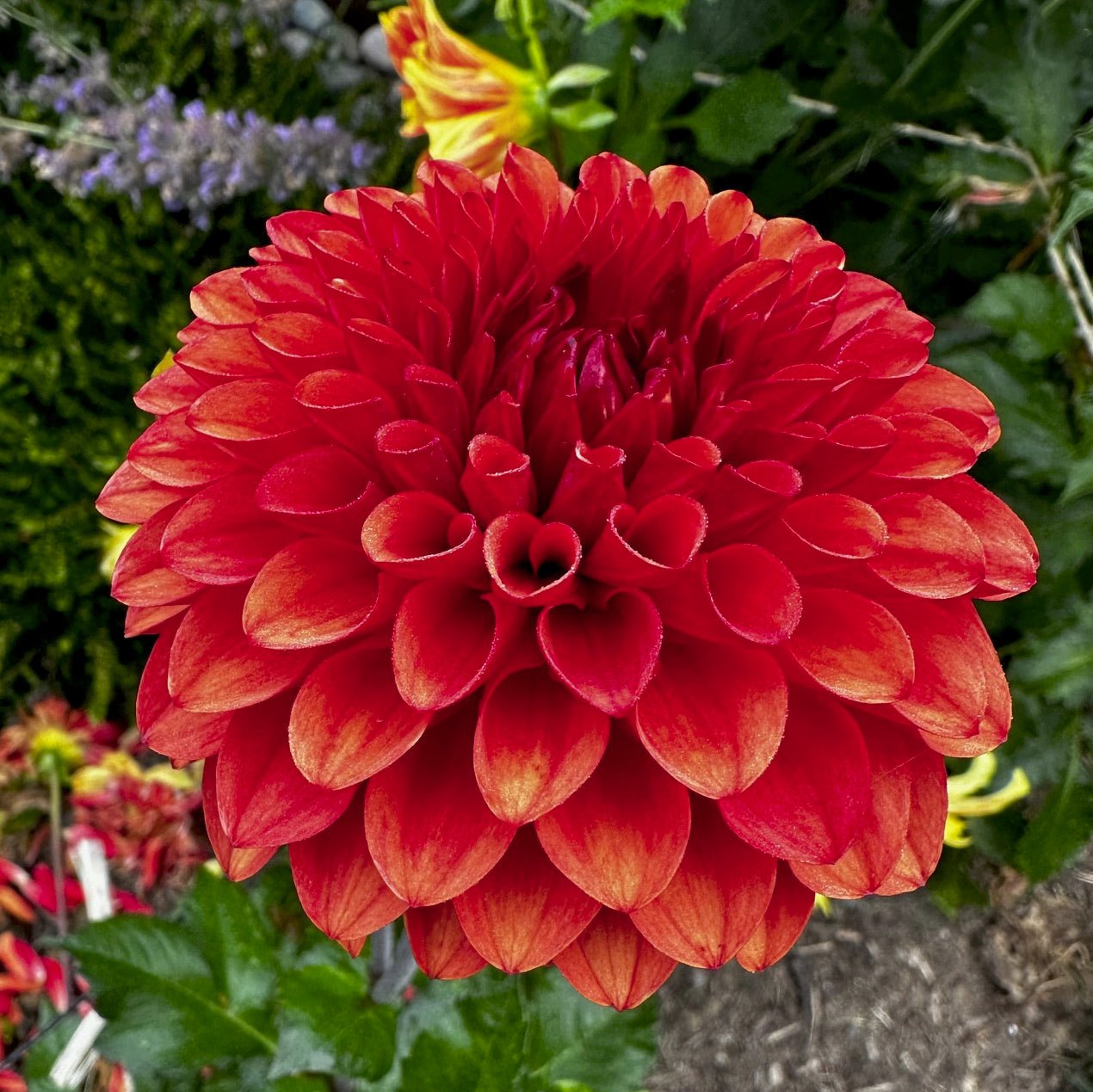 Dahlia 'Brown Sugar'