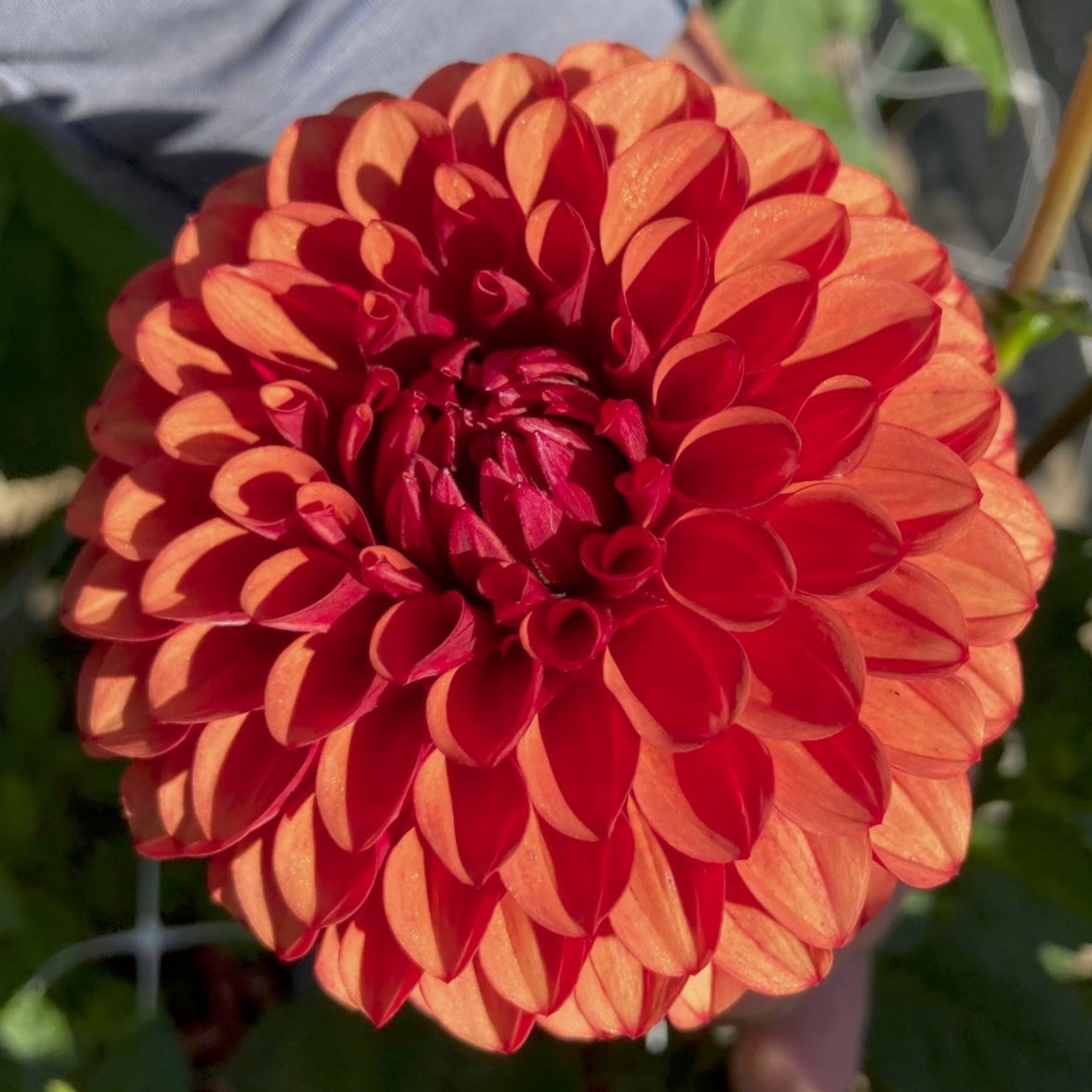 Dahlia 'Brown Sugar'