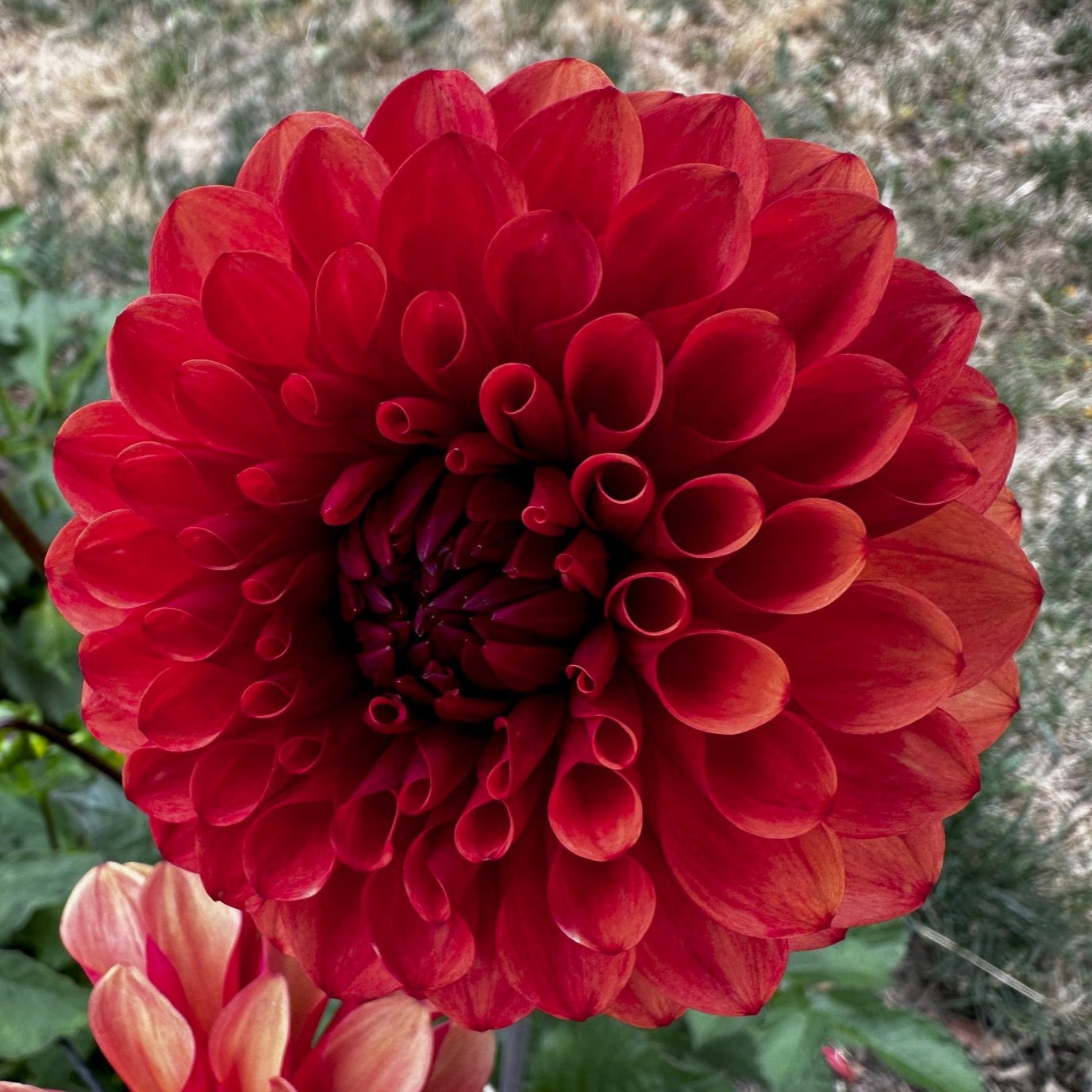 Dahlia 'Brown Sugar'