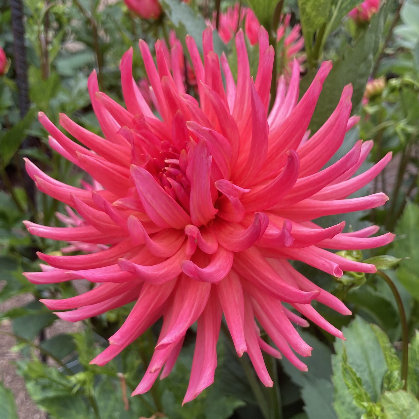 Dahlia 'CG Coral'