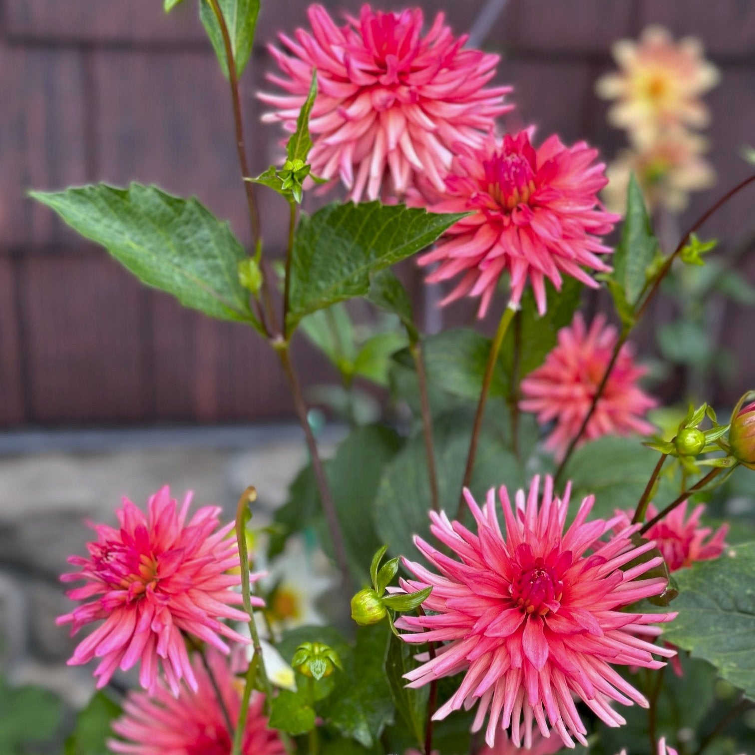 Dahlia 'CG Coral'