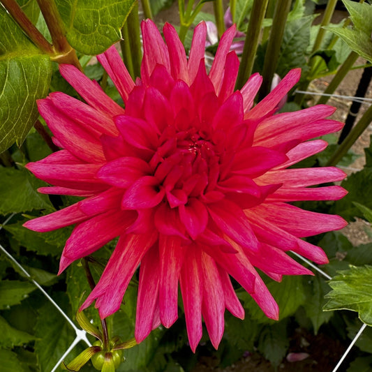 Dahlia 'CG Coral'