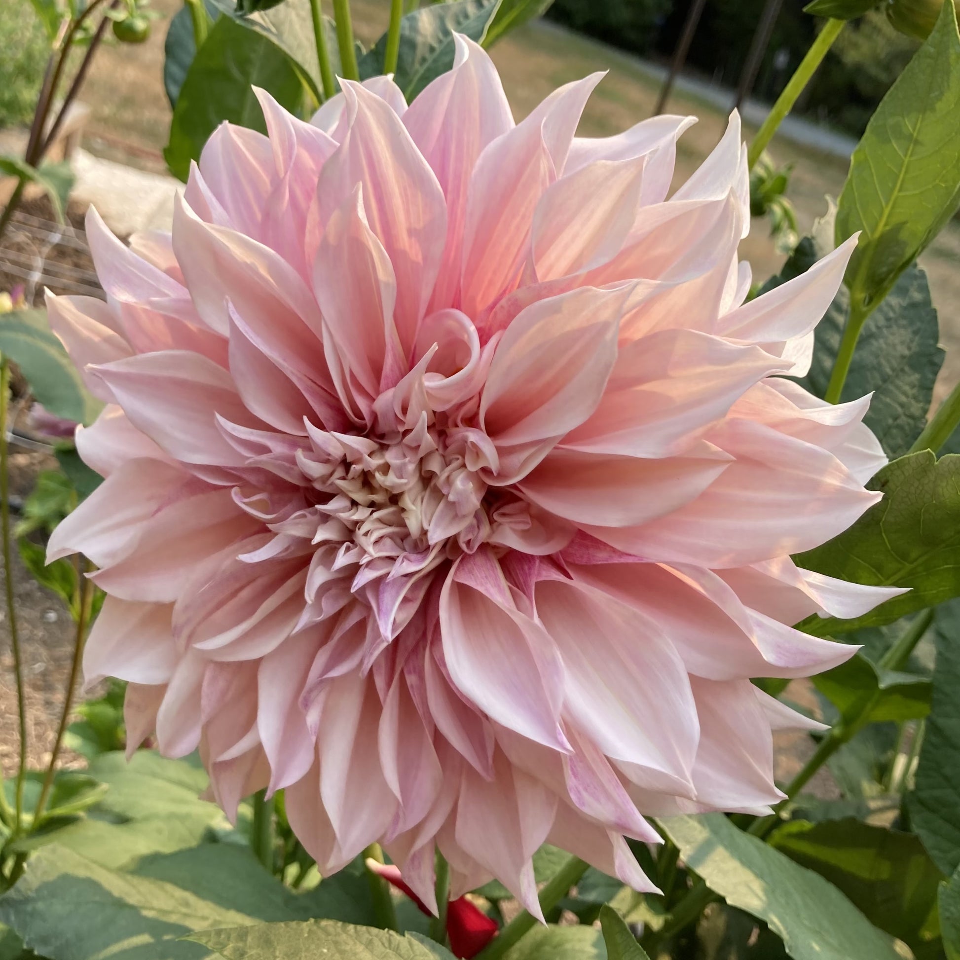 Dahlia 'Cafe au Lait'