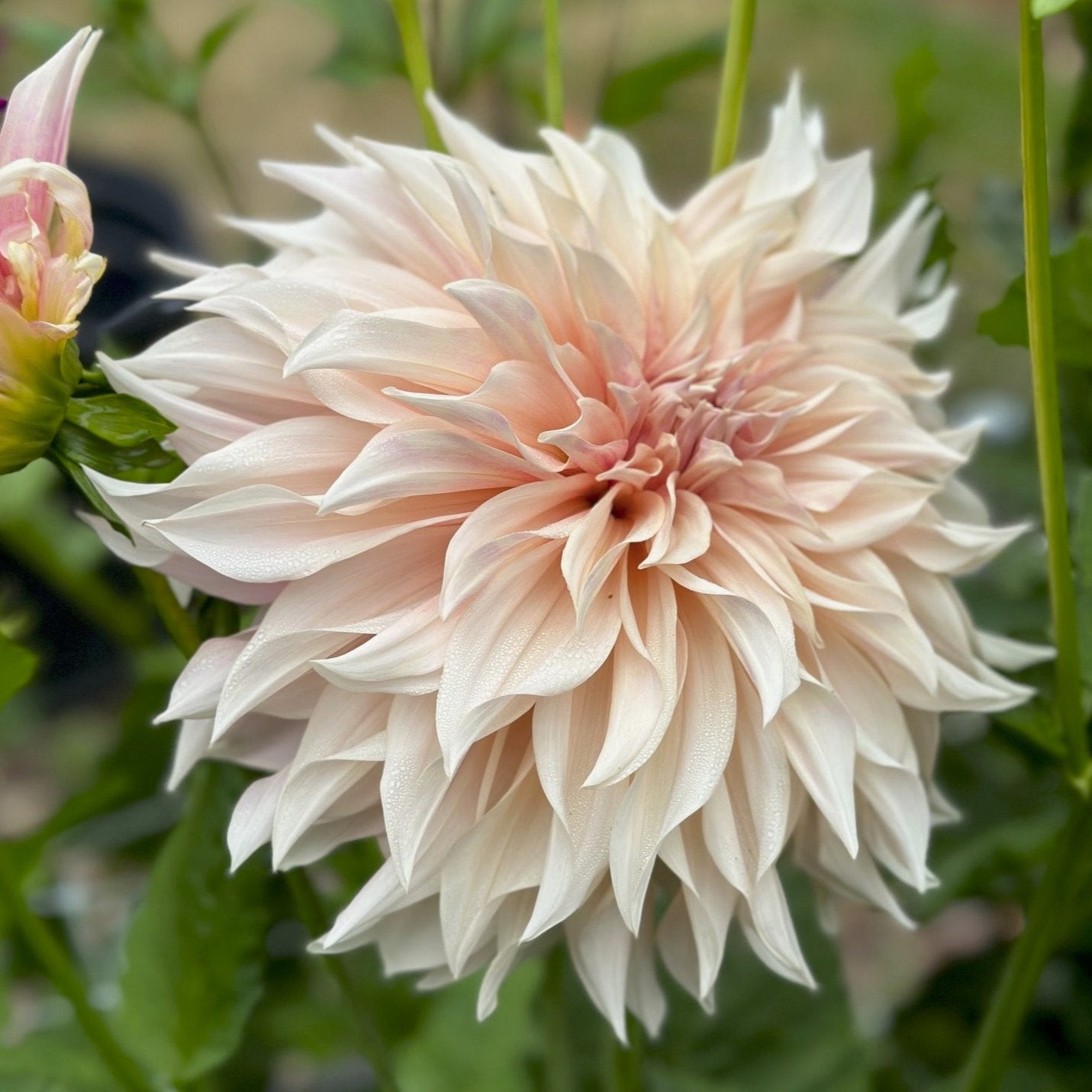 Dahlia 'Cafe au Lait'