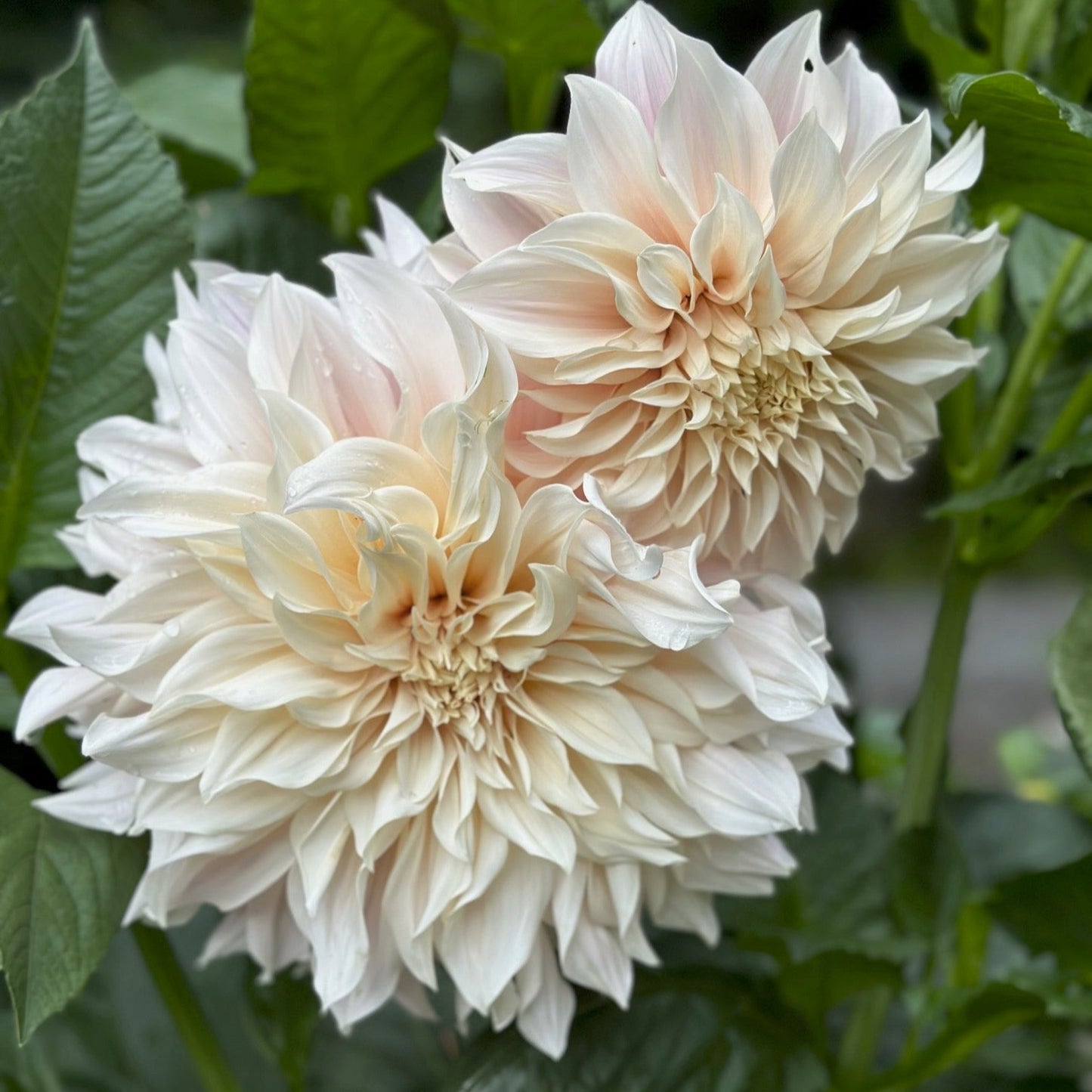 Dahlia 'Cafe au Lait'