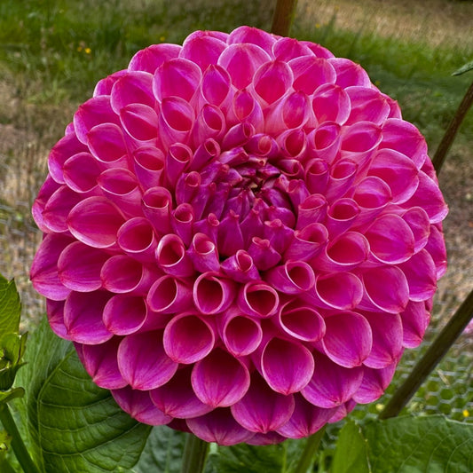 Dahlia 'Caitlin's Joy'