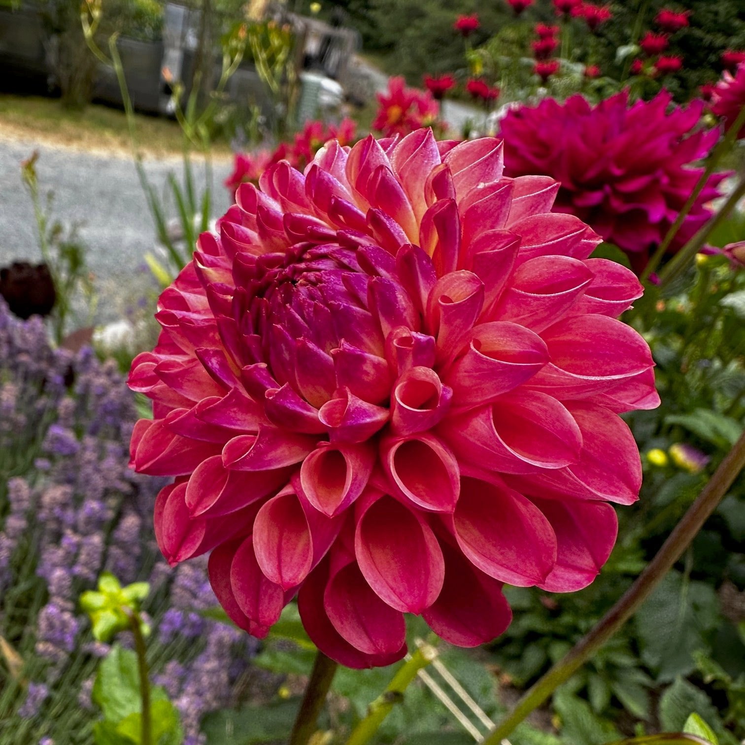 Dahlia 'Caitlin's Joy'