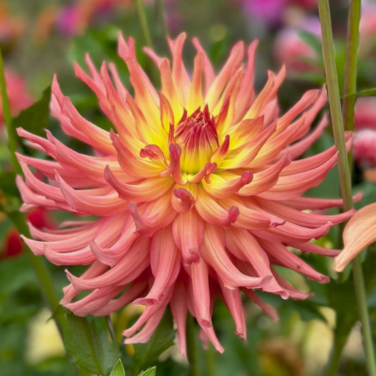 Dahlia 'Camano Sitka'