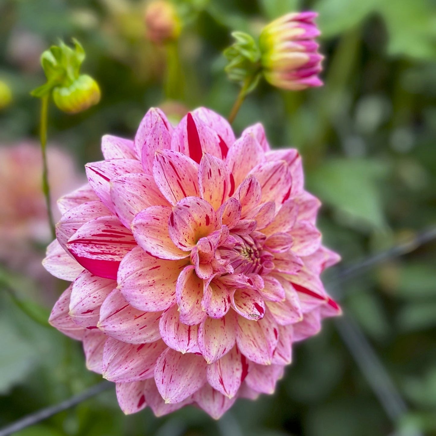 Dahlia 'Carmen Fiesta'