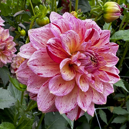 Dahlia 'Carmen Fiesta'