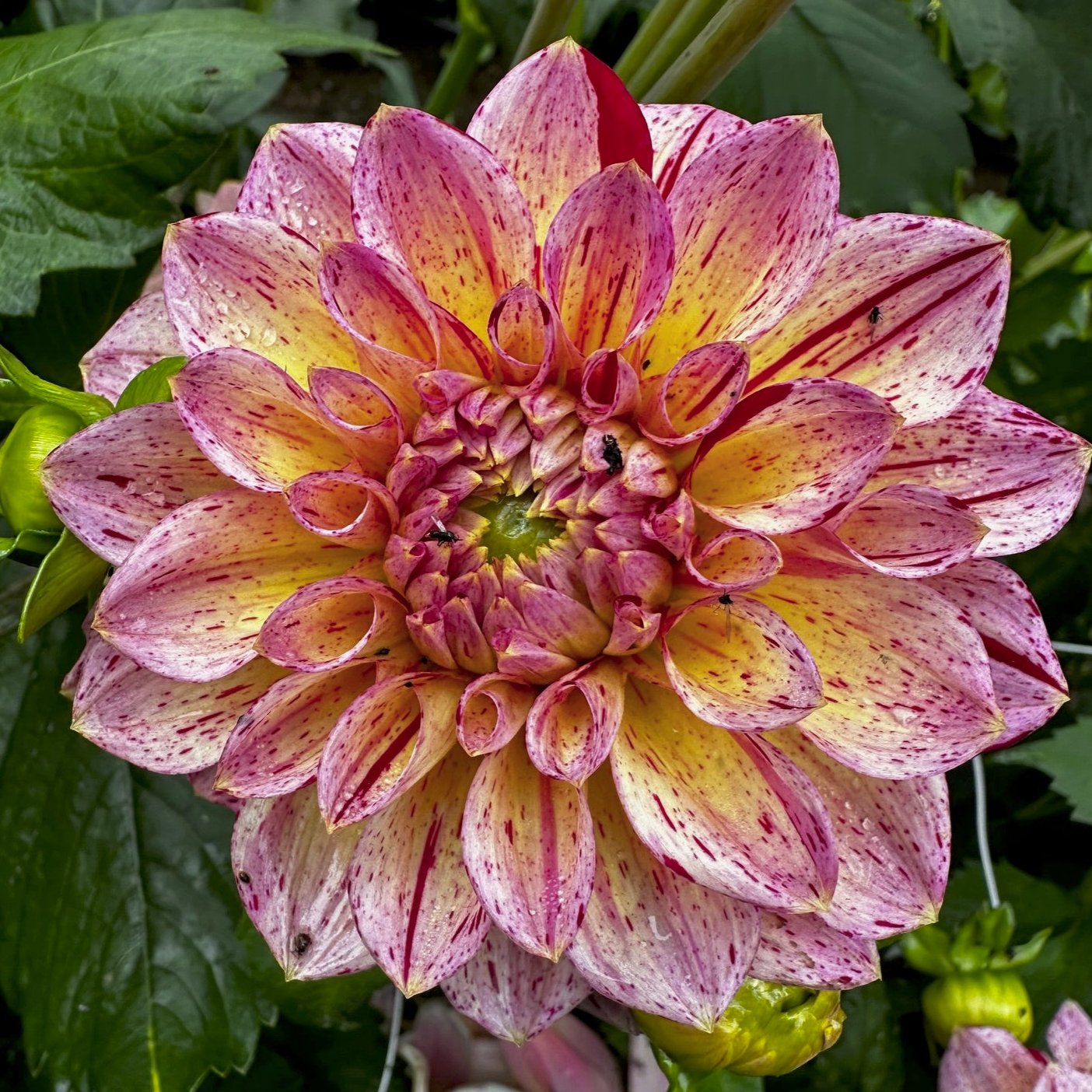 Dahlia 'Carmen Fiesta'