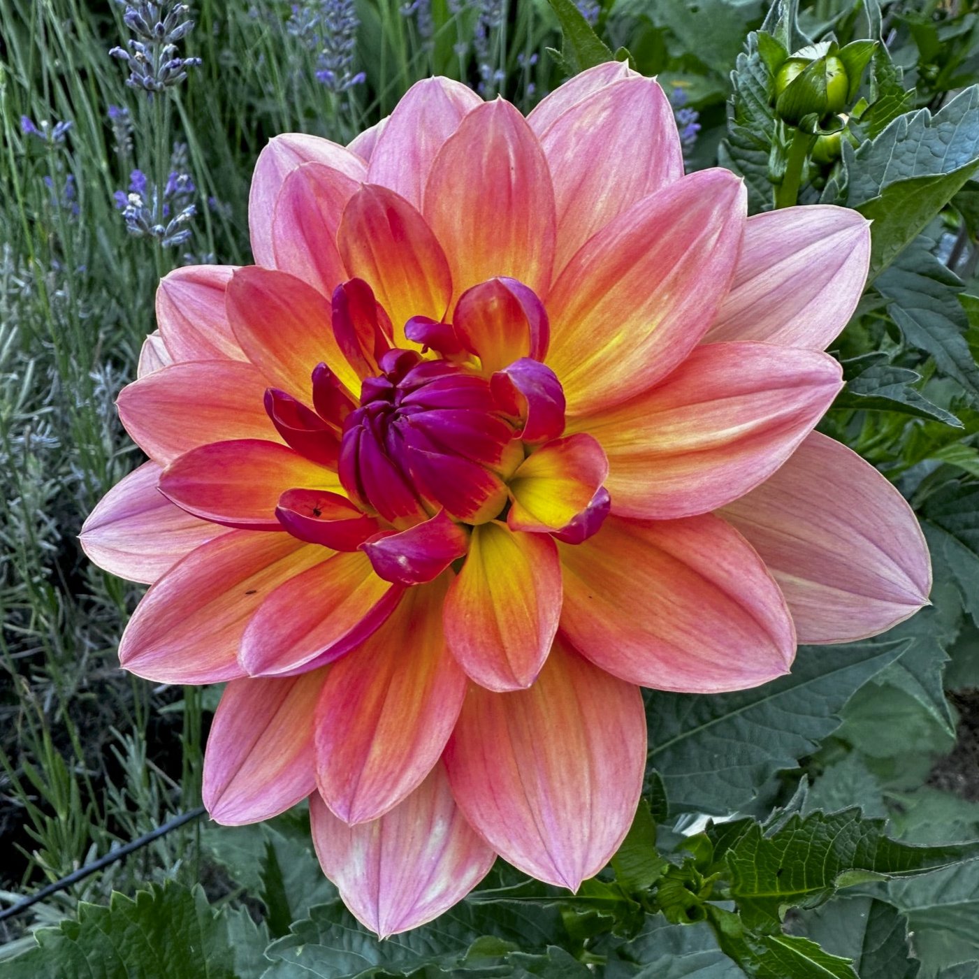 Dahlia 'Carolyn Wagner'