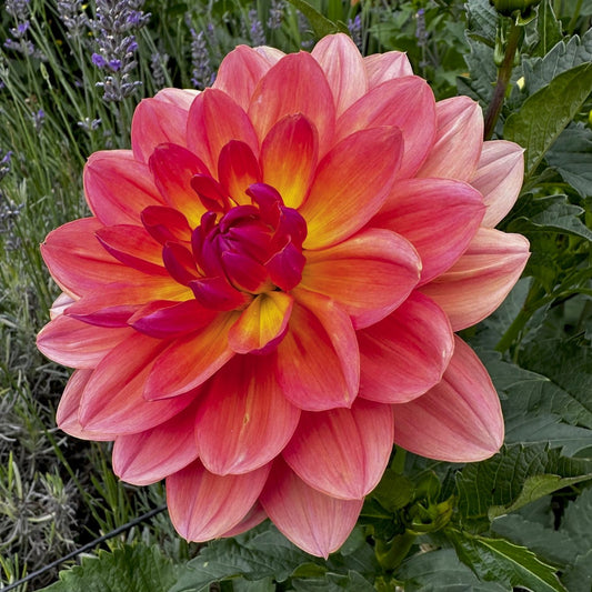 Dahlia 'Carolyn Wagner'