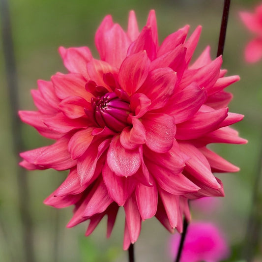 Dahlia 'Cheers'