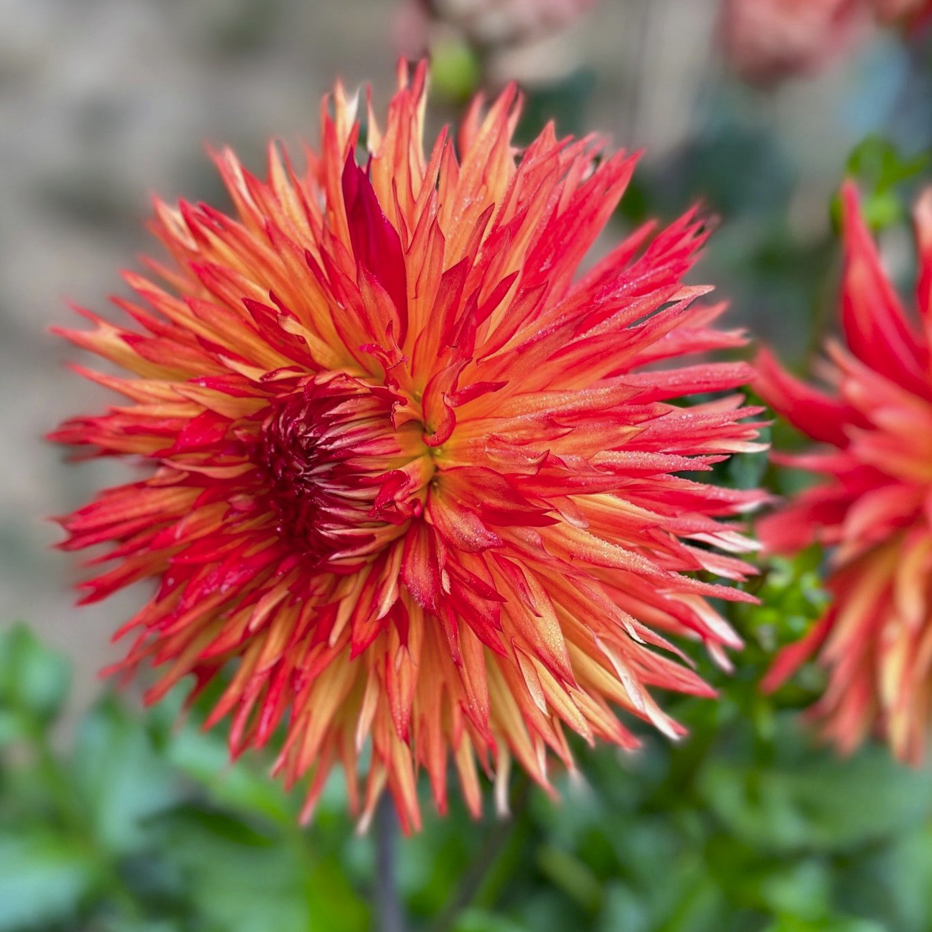 Dahlia 'Cheyenne'