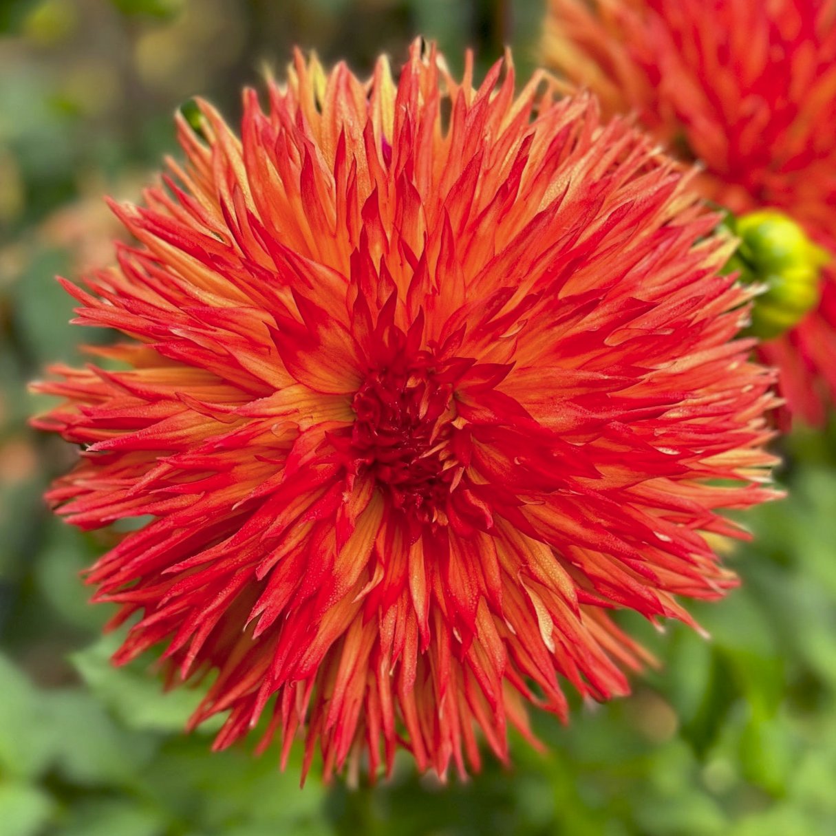 Dahlia 'Cheyenne'