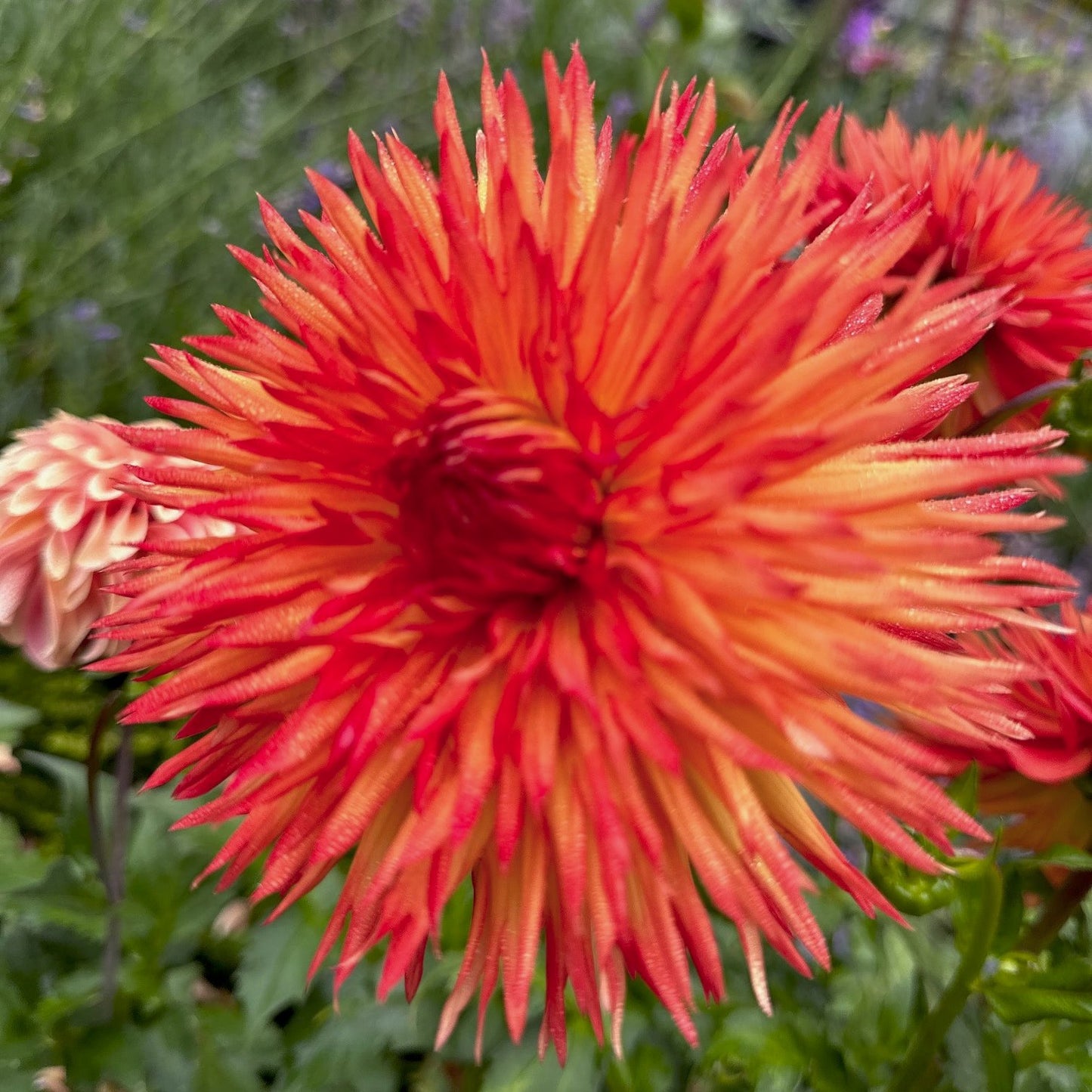 Dahlia 'Cheyenne'