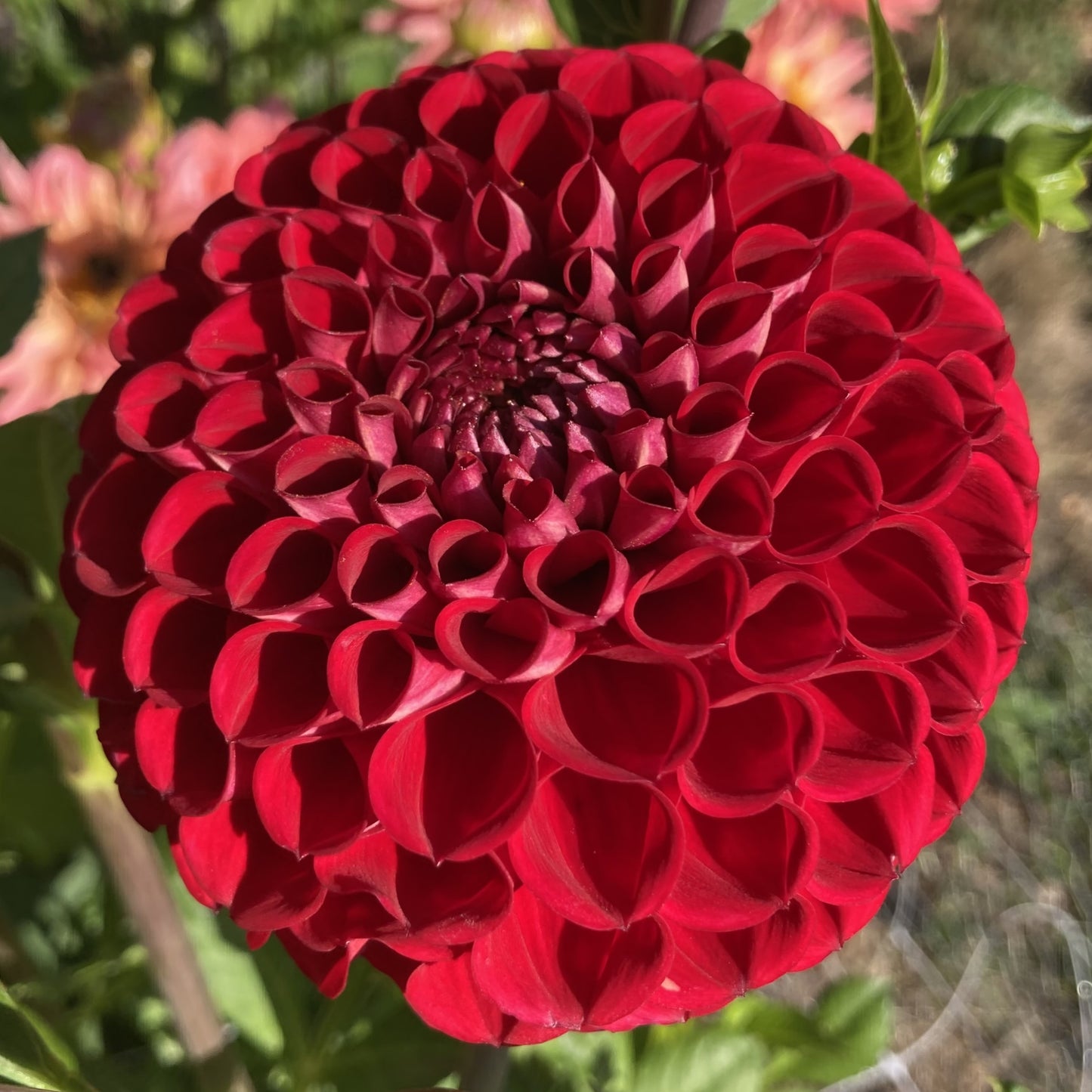 Dahlia 'Cornel'