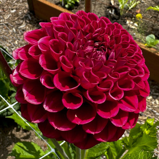 Dahlia 'Cornel'