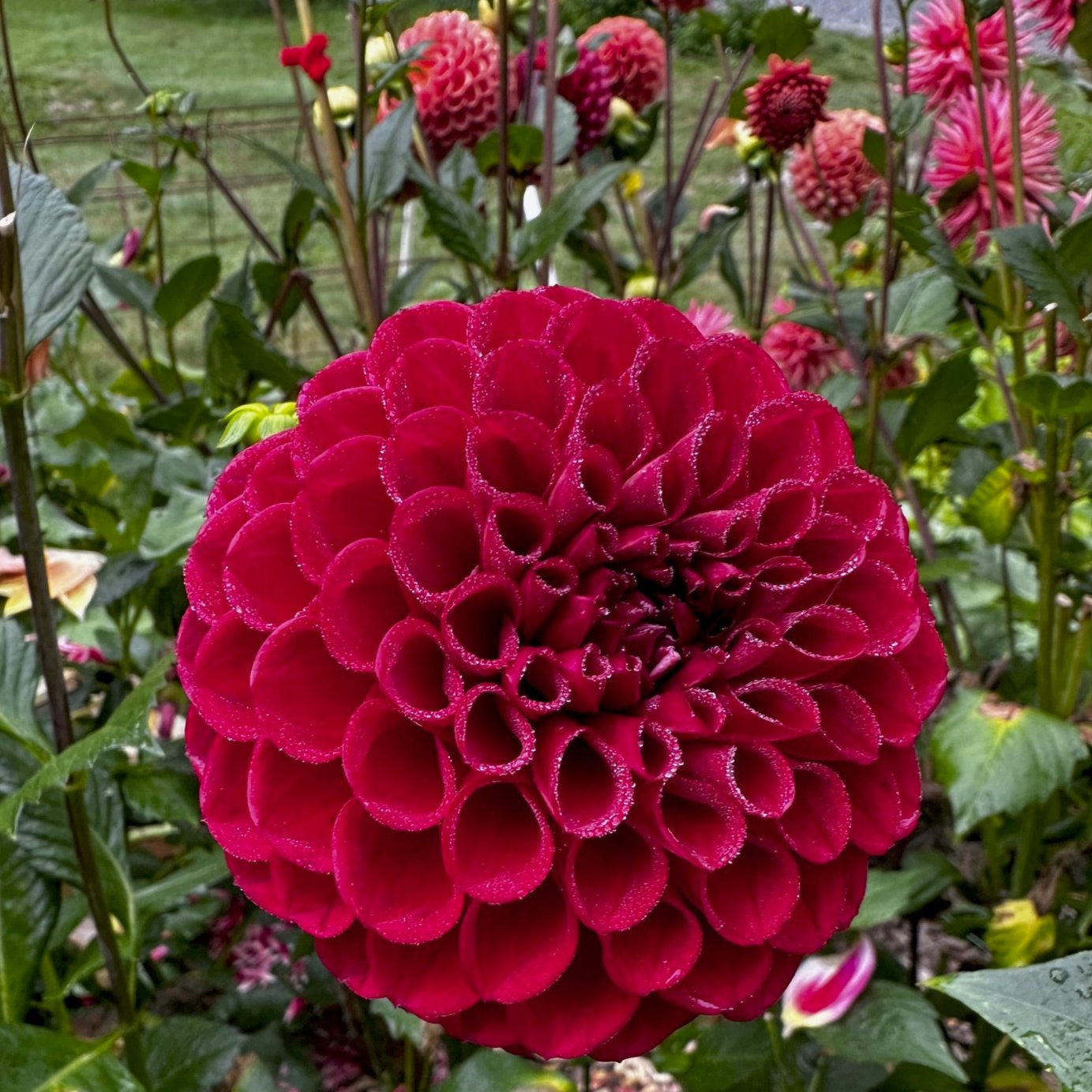 Dahlia 'Cornel'