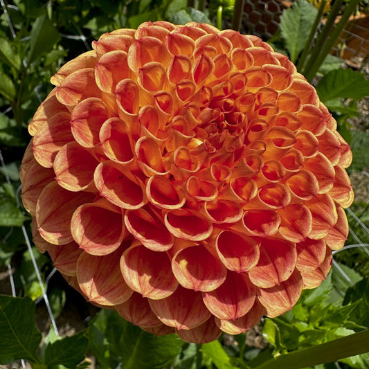 Dahlia 'Cornel Bronze'