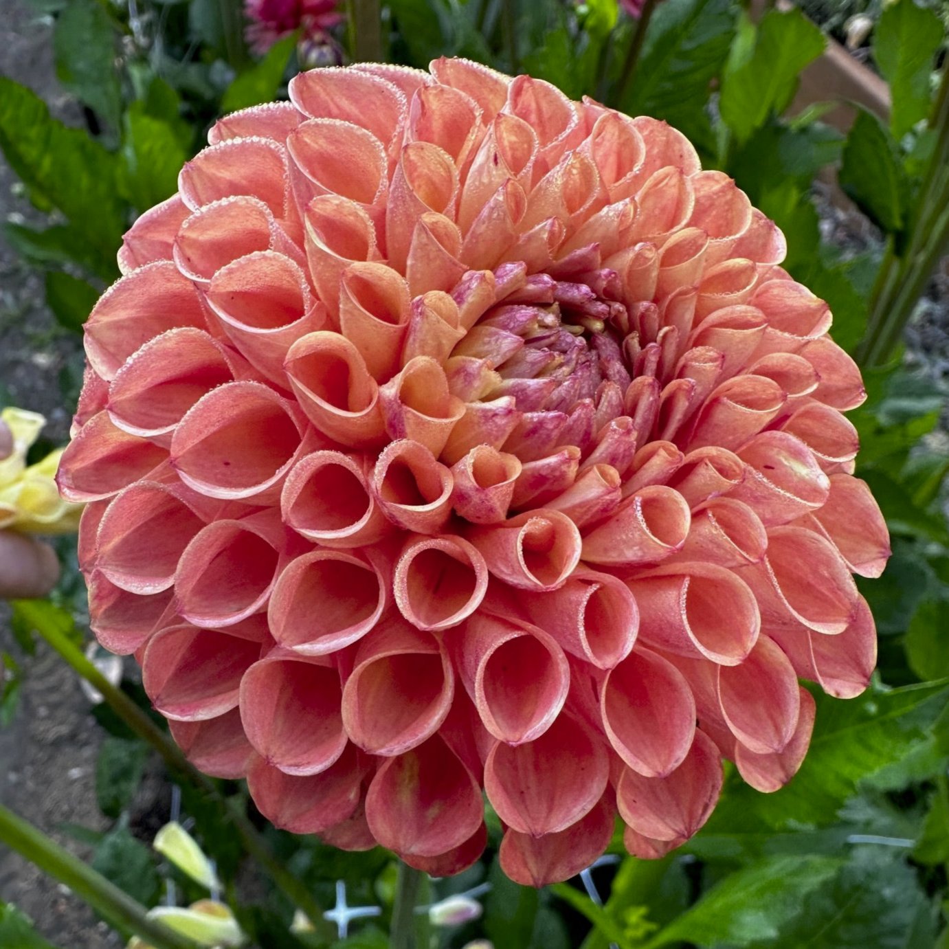 Dahlia 'Cornel Bronze'