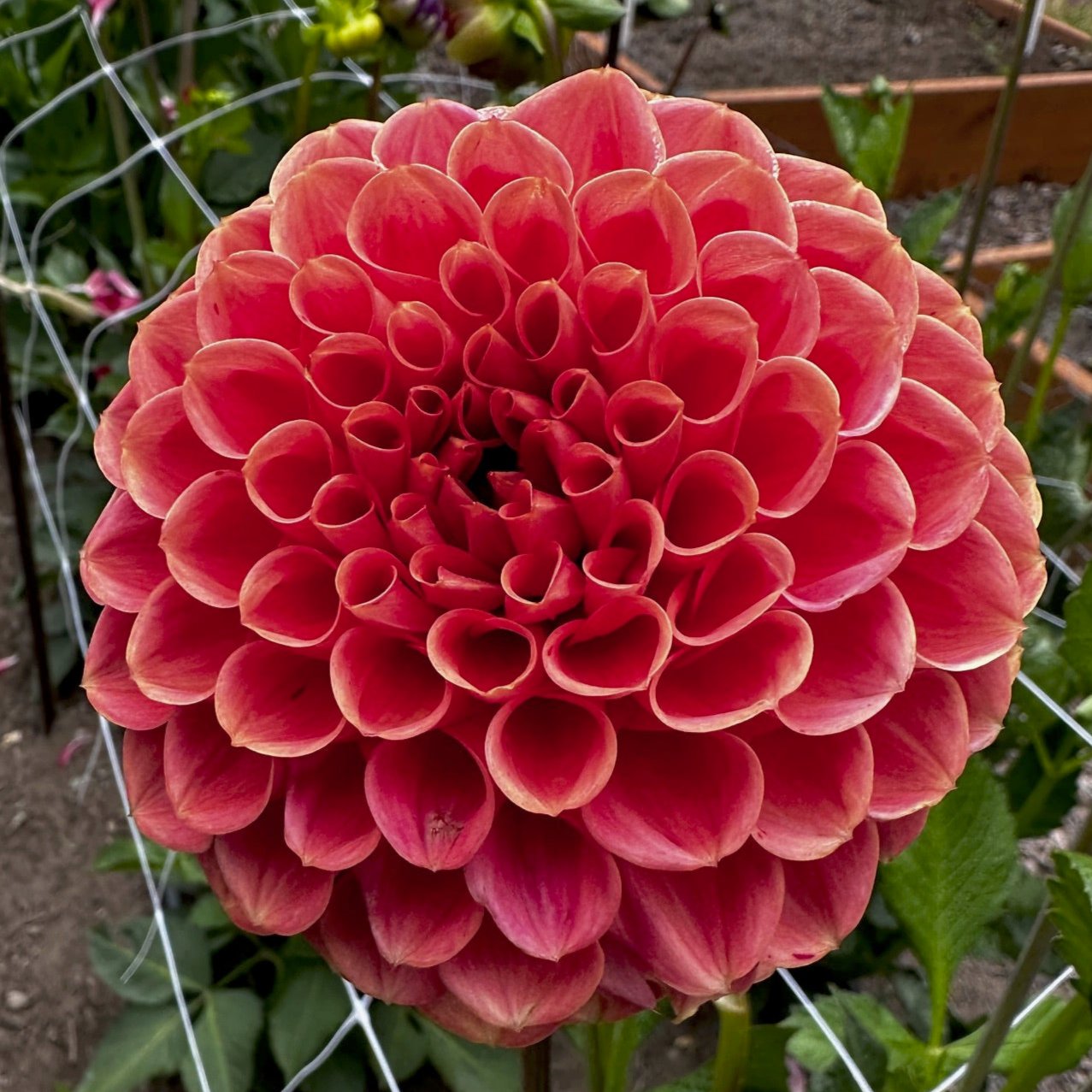 Dahlia 'Cornel Bronze'