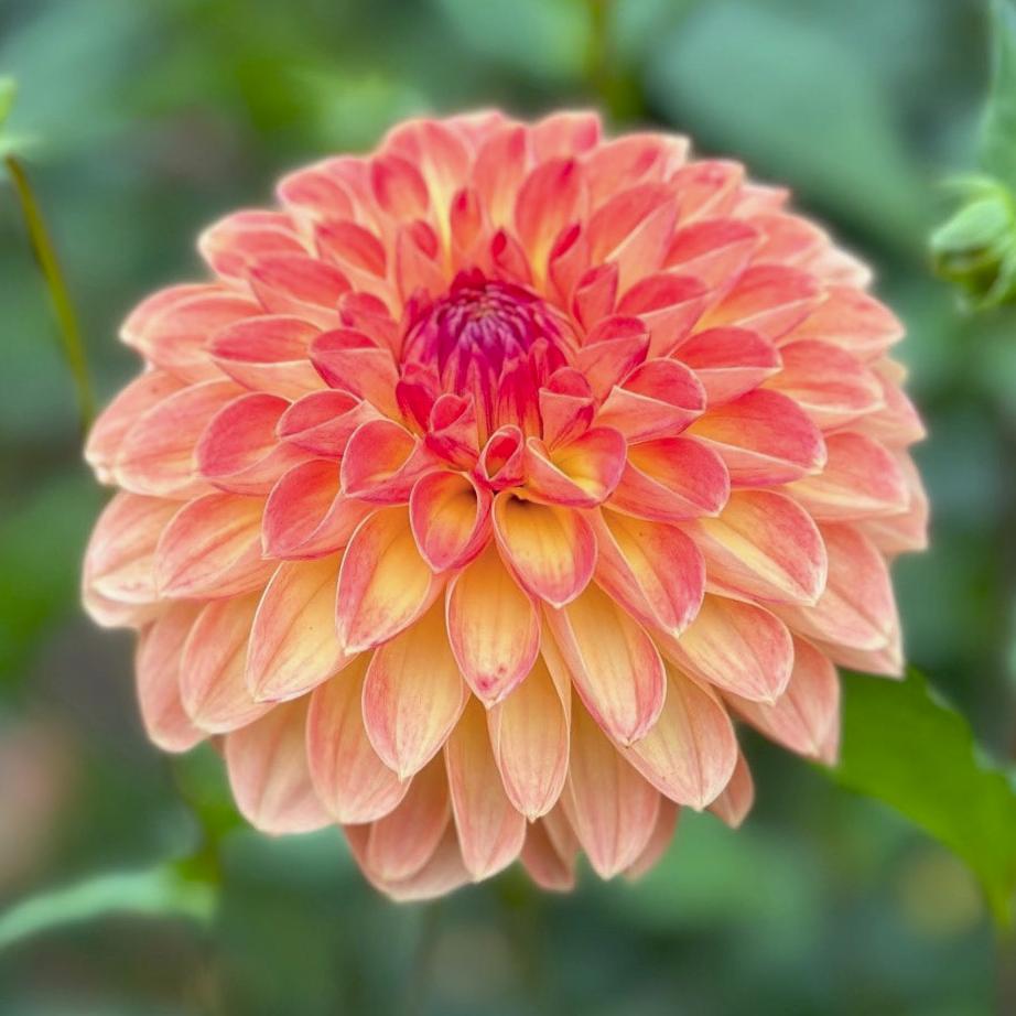 Dahlia 'Coseytown Neon Flash'