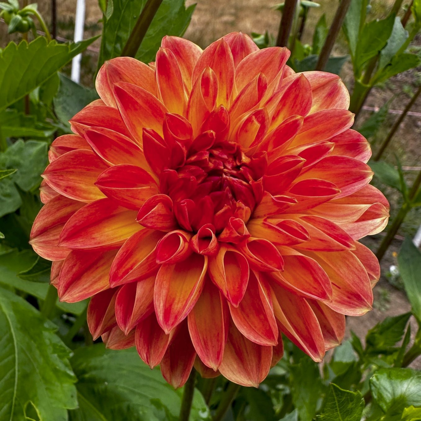 Dahlia 'Coseytown Neon Flash'