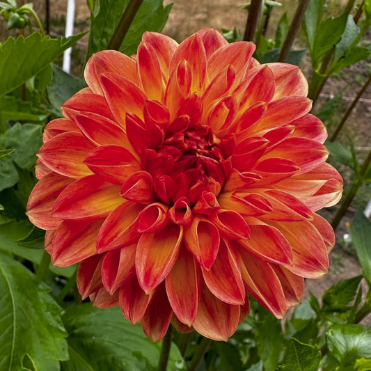 Dahlia 'Coseytown Neon Flash'