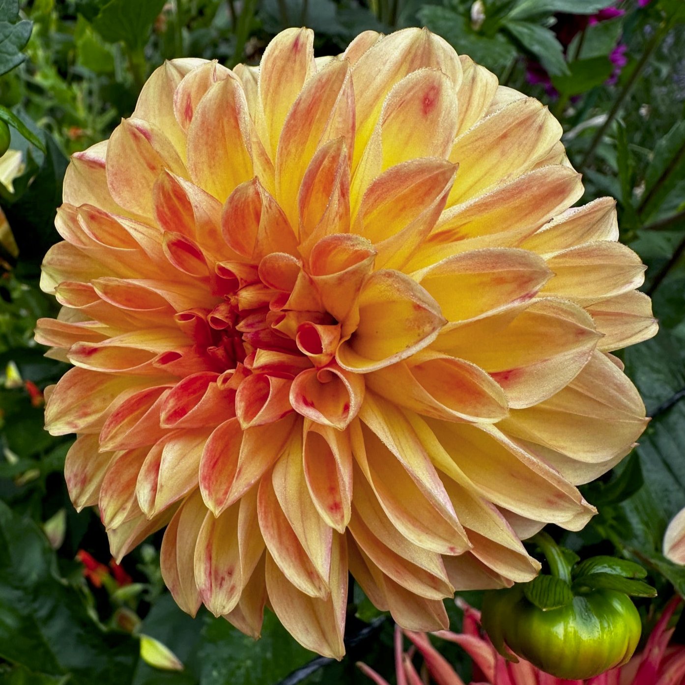 Dahlia 'Coseytown Neon Flash'