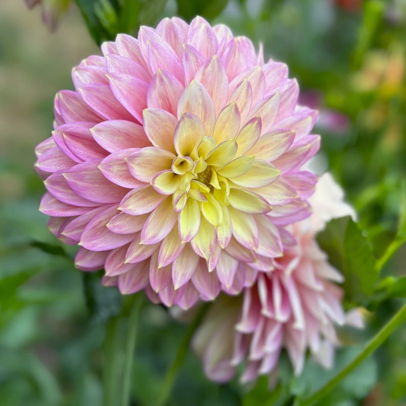 Dahlia 'Crazy 4 Teedy'