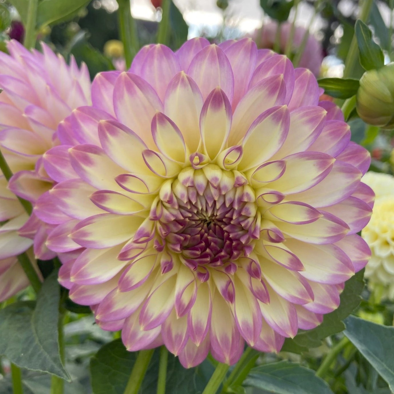 Dahlia 'Crazy 4 Teedy'