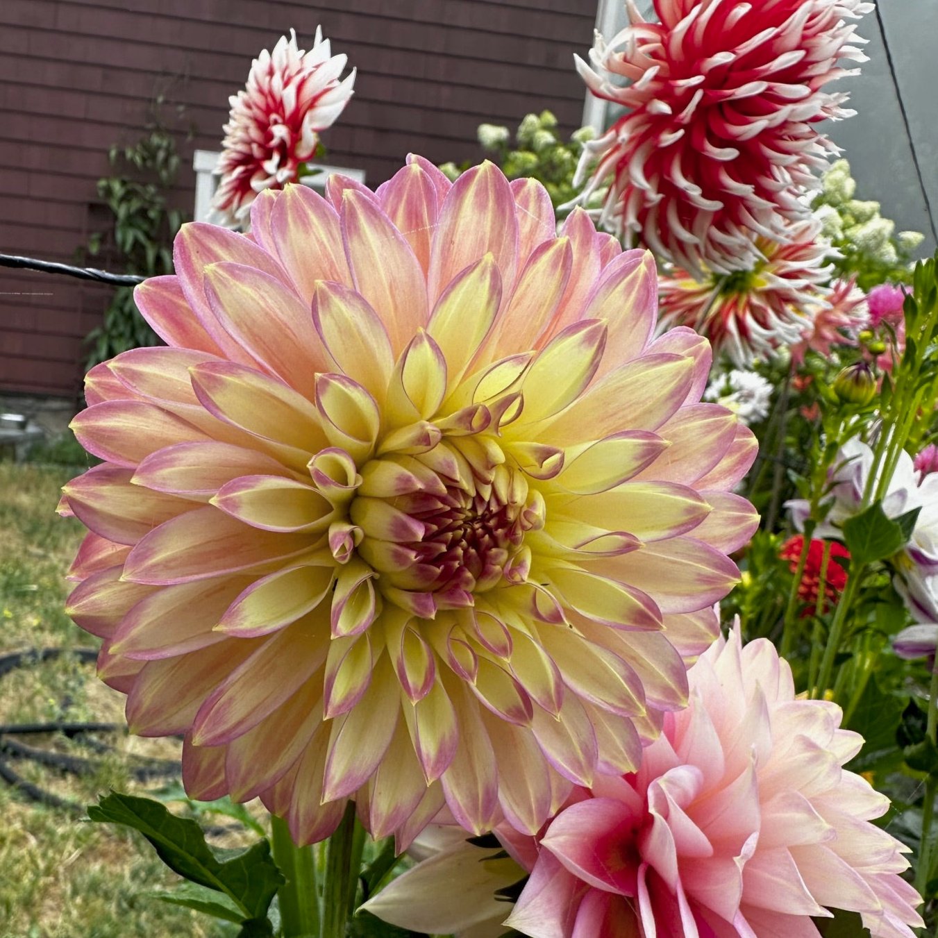 Dahlia 'Crazy 4 Teedy'