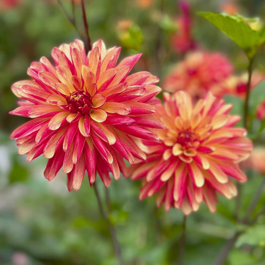 Dahlia 'Crazy Legs'