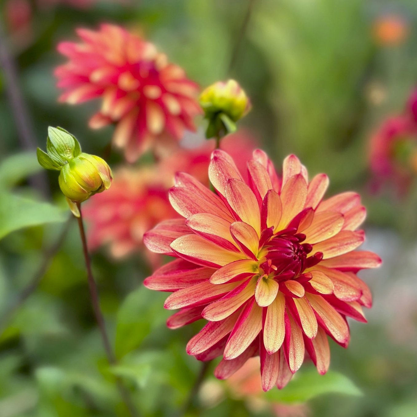 Dahlia 'Crazy Legs'