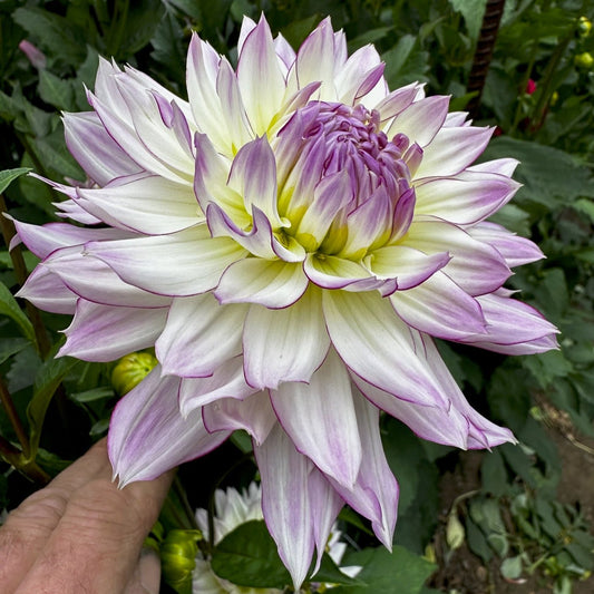 Dahlia 'Crazy Love'