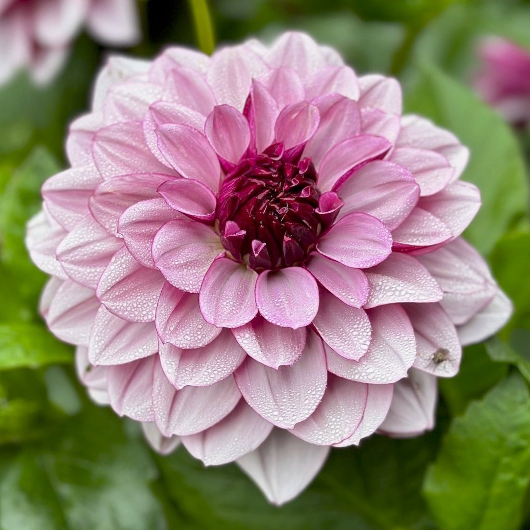 Dahlia 'Creme de Cassis'