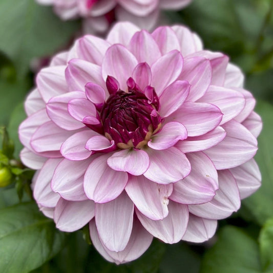 Dahlia 'Creme de Cassis'