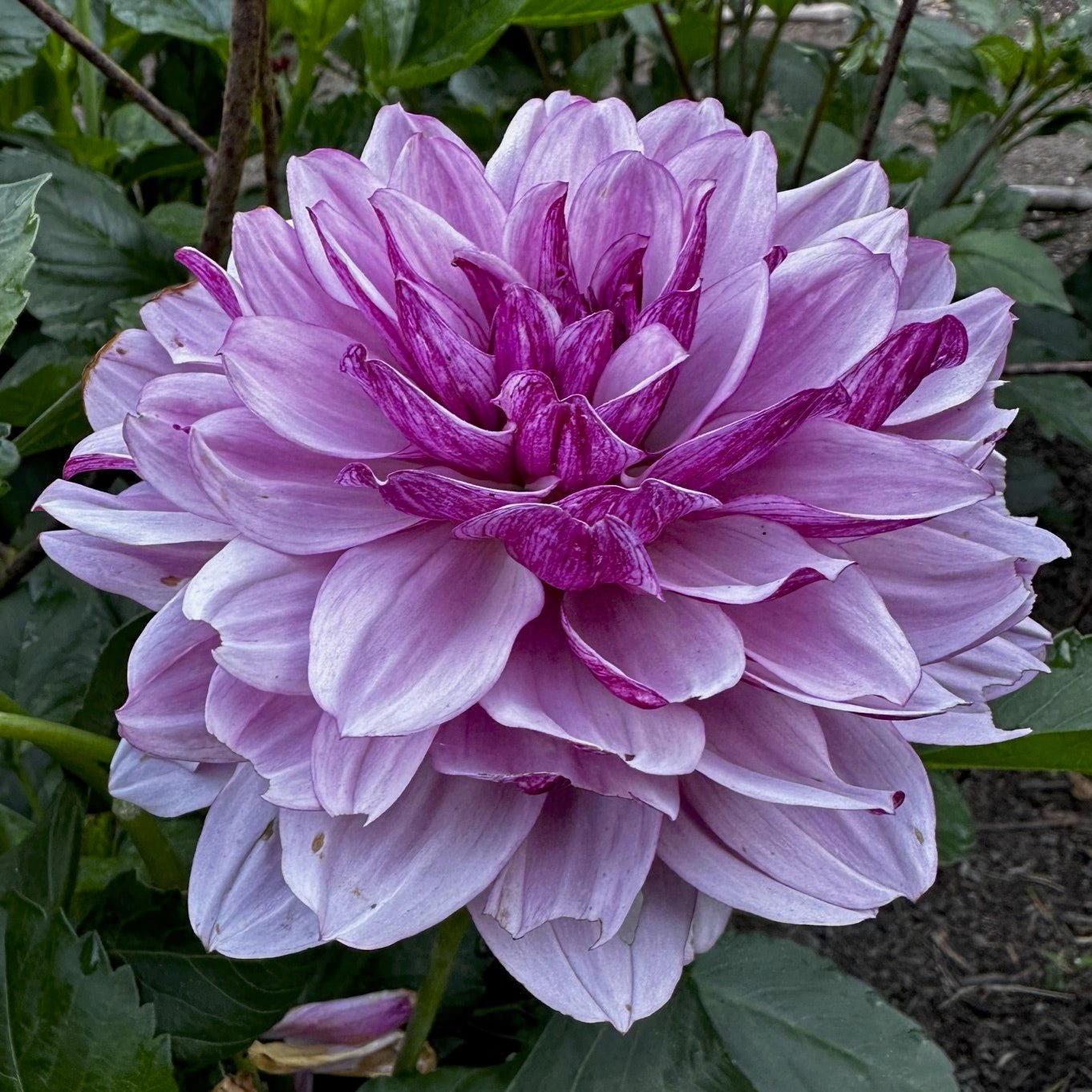 Dahlia 'Creme de Cassis'