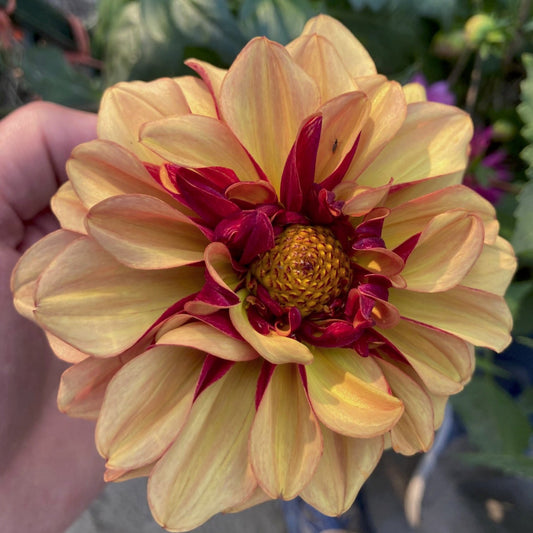 Dahlia 'Creme de Cognac'