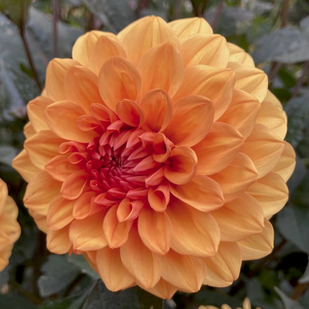 Dahlia 'David Howard'