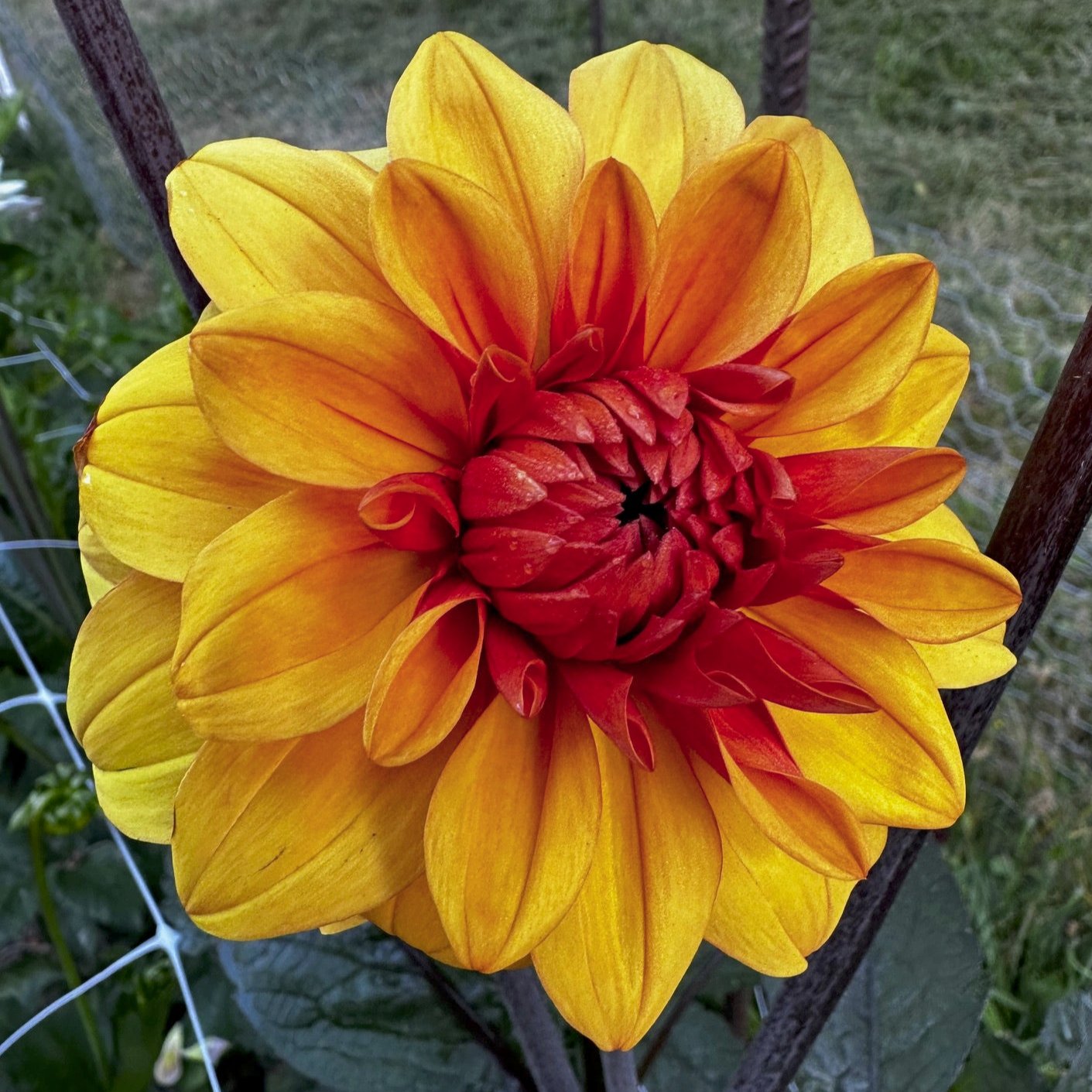 Dahlia 'David Howard'