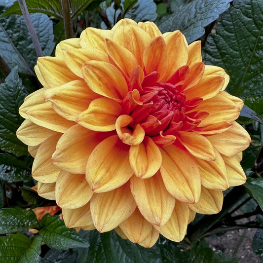 Dahlia 'David Howard'