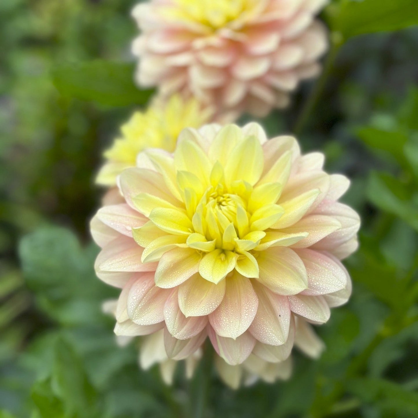 Dahlia 'Day Dreamer'