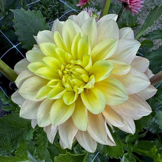 Dahlia 'Day Dreamer'