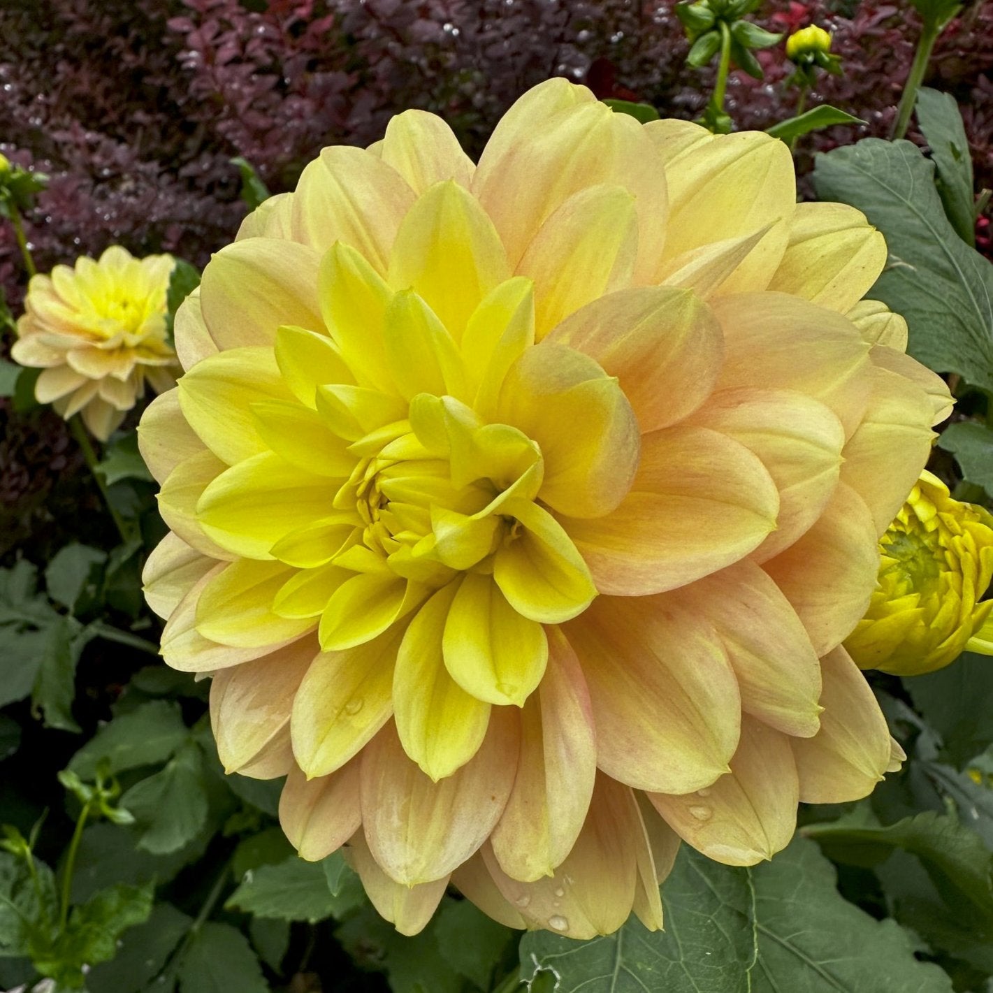 Dahlia 'Day Dreamer'